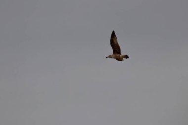 Martılar denizin üzerinde uçuyor.