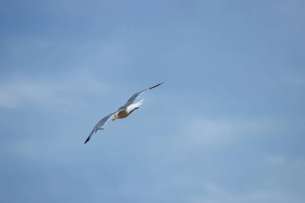 Måsar Som Flyger Över Havet — Stockfoto