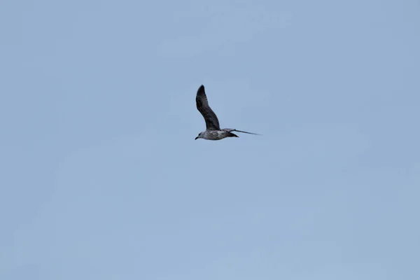 Måsar Som Flyger Över Havet — Stockfoto