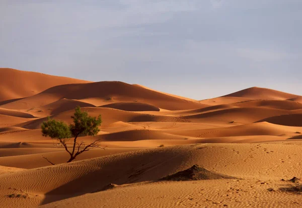 Τοπίο Στο Ηλιοβασίλεμα Στην Έρημο Σαχάρα — Φωτογραφία Αρχείου