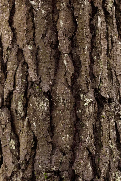 Textura Madeira Uma Árvore Antiga — Fotografia de Stock