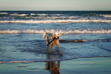 Sahilde altın güzellik