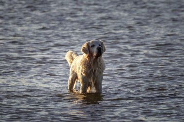 Sahilde altın güzellik