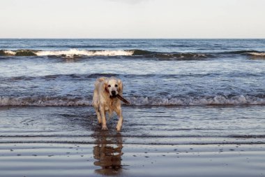 Sahilde altın güzellik