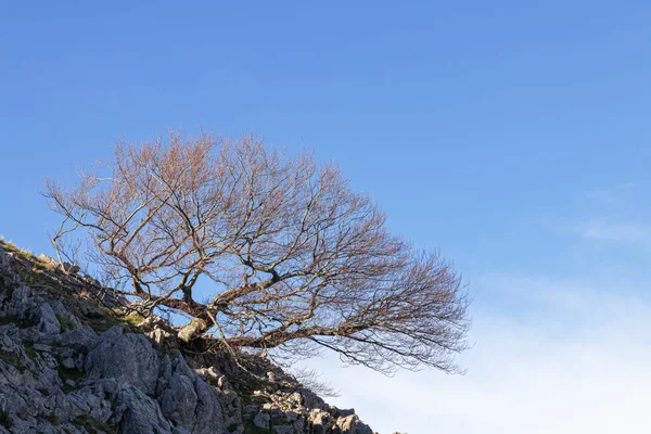 Árbol Solitario Las Montañas Del País Vasco — Foto de Stock