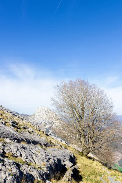 Einsamer Baum Den Bergen Des Baskenlandes — Stockfoto