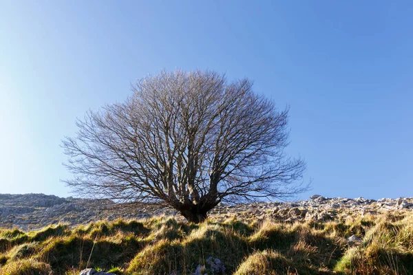 Osamělý Strom Pohoří Baskicka — Stock fotografie
