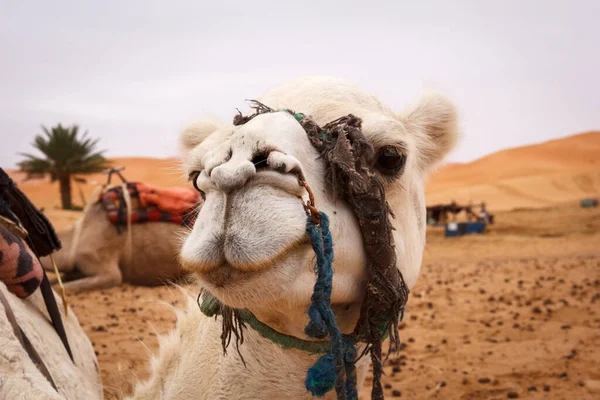 Dromedário Doméstico Deserto Morocco Pôr Sol — Fotografia de Stock