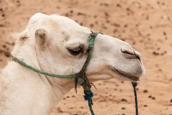 Dromedario Domestico Nel Deserto Morocco Tramonto — Foto Stock