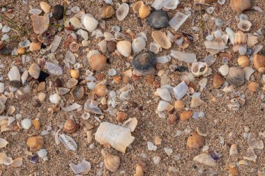 Kumsalda kumsalda deniz kabukları