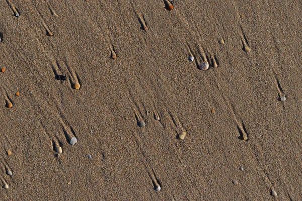 Coquilles Dans Sable Plage — Photo