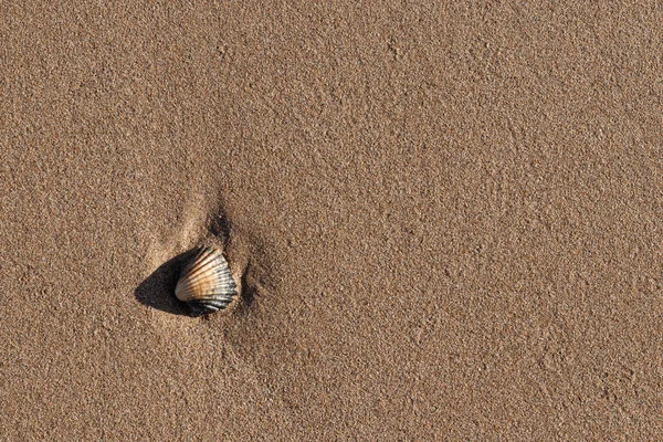 Conchas Arena Playa — Foto de Stock