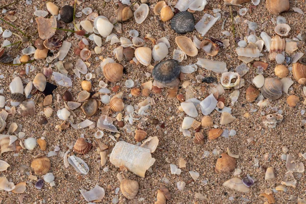 Conchas Arena Playa — Foto de Stock