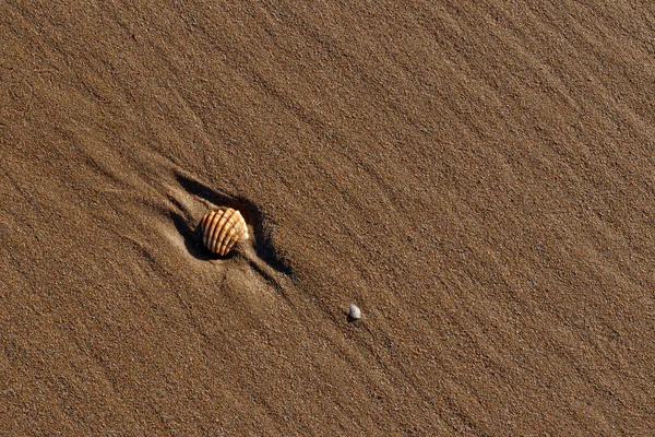 Conchas Arena Playa — Foto de Stock