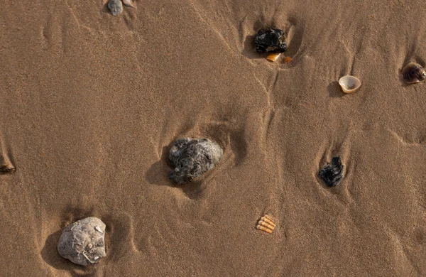 Coquilles Dans Sable Plage — Photo