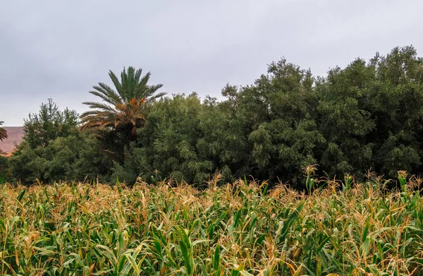 Plantage Atlas Marokko — Stockfoto