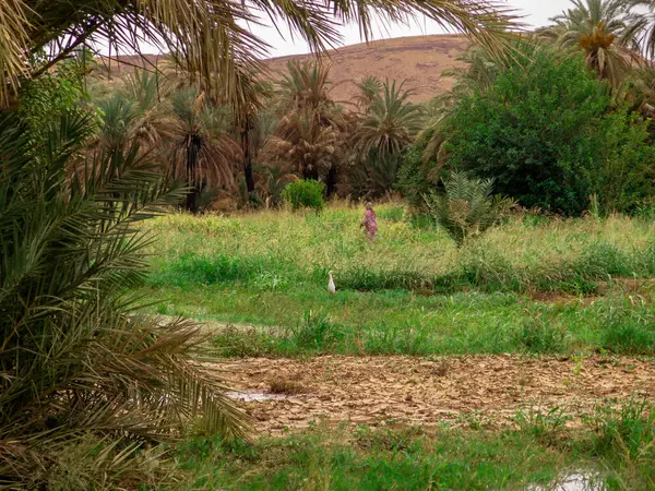 Plantering Atlasen Morocco — Stockfoto
