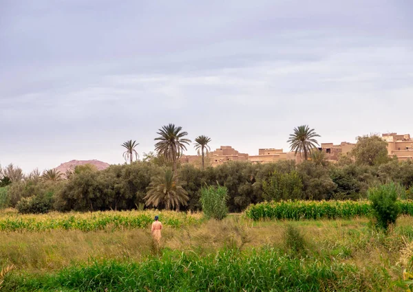 Plantage Atlas Marokko — Stockfoto