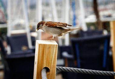 Küçük bir serçe manzarası