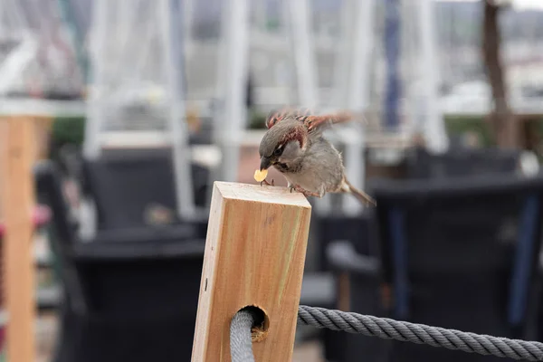 View Little Sparrow — Stock Photo, Image