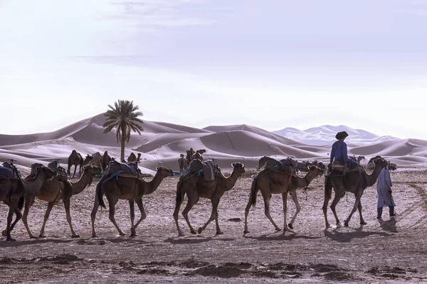 Dromedario Doméstico Desierto Morocco Atardecer — Foto de Stock