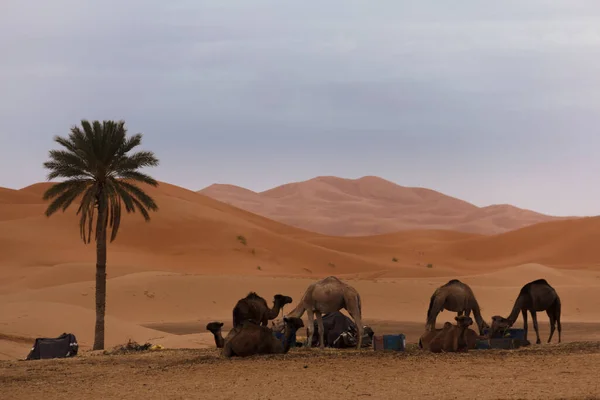 日没時モロッコの砂漠で国内の医薬品は — ストック写真