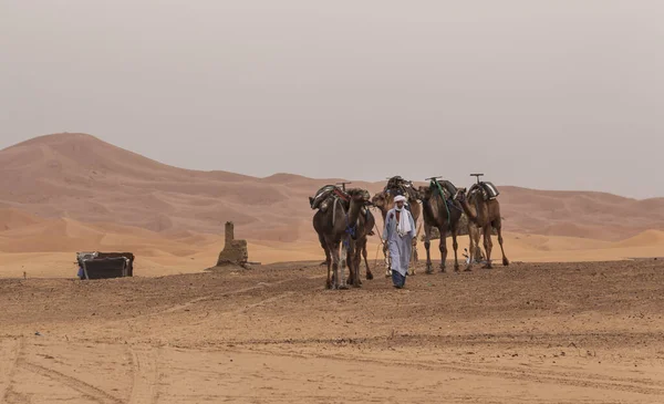 Kotimaan Dromedaari Autiomaassa Moroccossa Auringonlaskun Aikaan — kuvapankkivalokuva