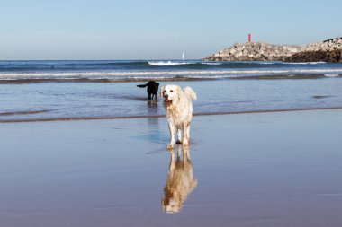 Sahilde altın güzellik