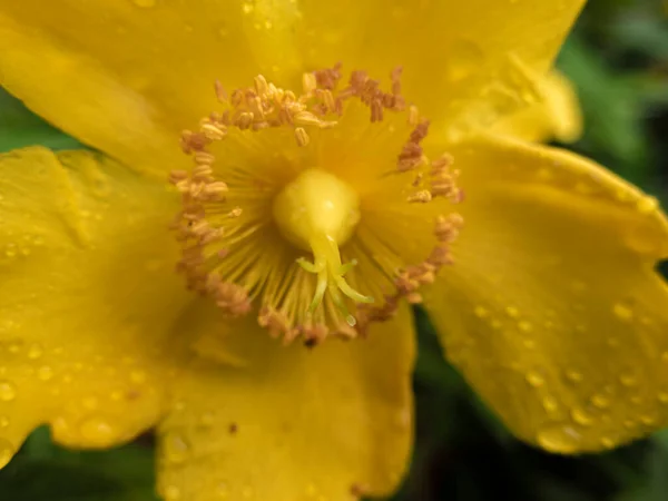 Jedna Květina Přírodě — Stock fotografie