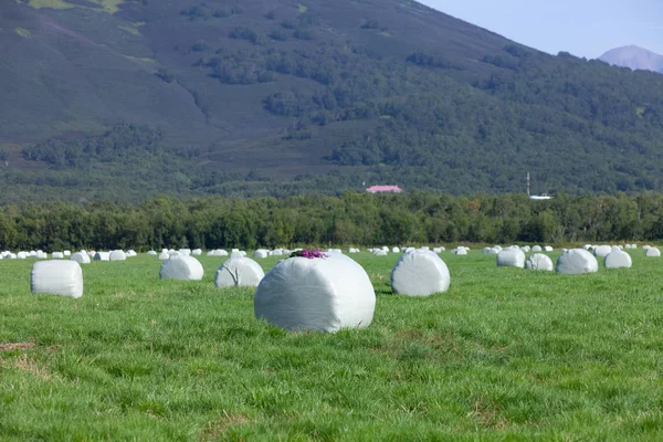 Hay rolls packed in a film for storage on a green field. Selective focus.