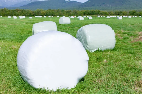 Hay rolls packed in a film for storage on a green field. Selective focus.