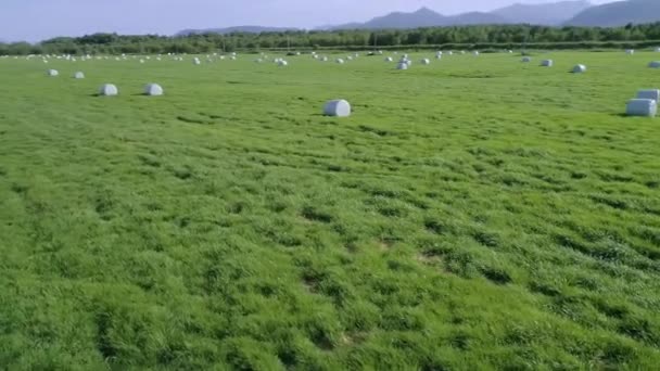 Drone conducts video shooting on agricultural fields where I harvest hay. — Stock Footage Drone Conducts Video Shooting Agricultural Fields Harvest Hay Royalty Free Stock Footage