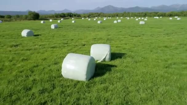 Drone conducts video shooting on agricultural fields where I harvest hay. — Stock Footage Drone Conducts Video Shooting Agricultural Fields Harvest Hay Royalty Free Stock Video