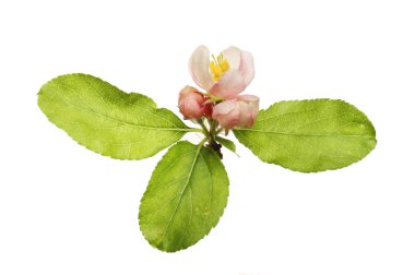 elma çiçeği ve yaprağı karşı beyaz izole