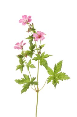 vahşi Sardunya çiçekleri ve yaprakları karşı beyaz izole