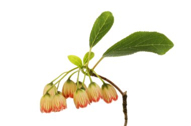 enkianthus campanulatus, çiçek ve yeşillik karşı beyaz izole