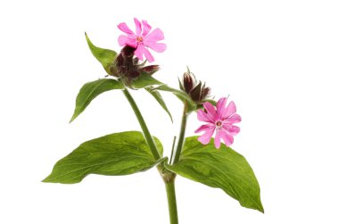 Red campion, Silene dioca, flowers and foliage isolated against white clipart