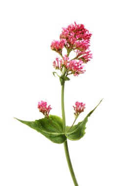 Kırmızı valerian, Centranthus ruber, çiçek ve yeşillik beyaz karşı izole