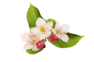 Weigela çiçekler ve yapraklar beyaz karşı izole