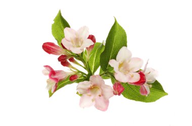 Weigela çiçekler ve yapraklar beyaz karşı izole