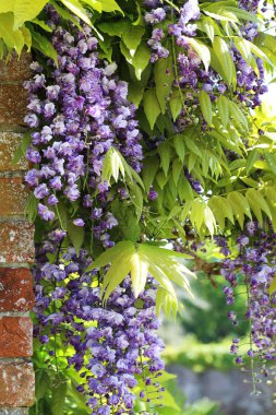 Duvara karşı büyüyen wisteria
