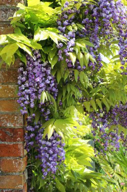 Wisteria çiçek ve yeşillik bir tuğla duvara