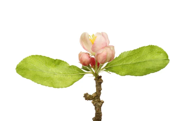 Apple Blossom Gebladerte Geïsoleerd Tegen Wit — Stockfoto