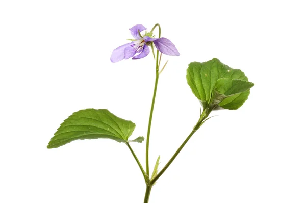 Common Dog Violet Viola Riviniana Flower Foliage Isolated White — Stock Photo, Image