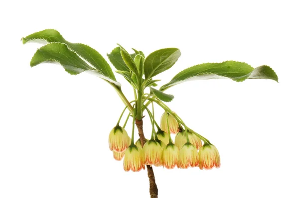 Enkianthus Campanulatus 화이트에 — 스톡 사진