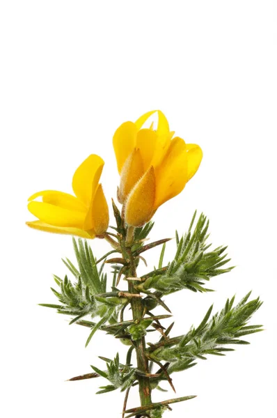 Färsk Gorse Blommor Och Gröna Våren Lövverk Isolerade Mot Vit — Stockfoto