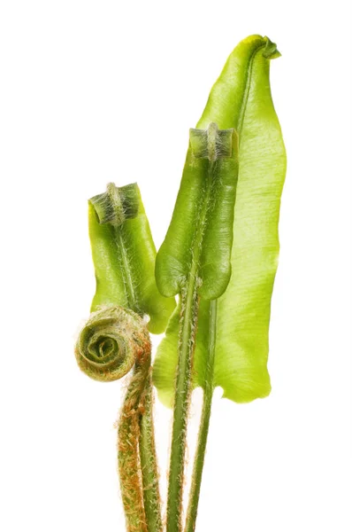 young hart\'s-tongue fern fronds isolated against white