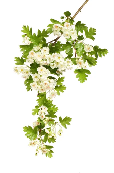 Hawthorn Kwiatów Liści Liści Białym Tle Biały — Zdjęcie stockowe