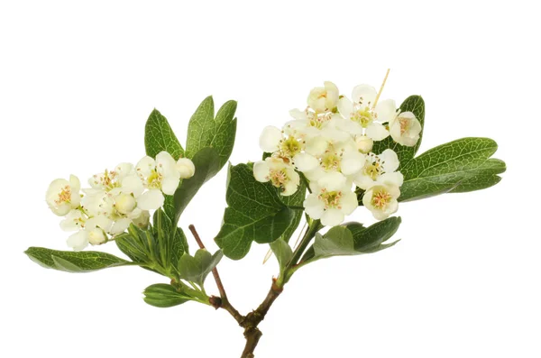 Weißdorn Crataegus Monogna Blüte Und Laub Isoliert Gegen Weiß — Stockfoto