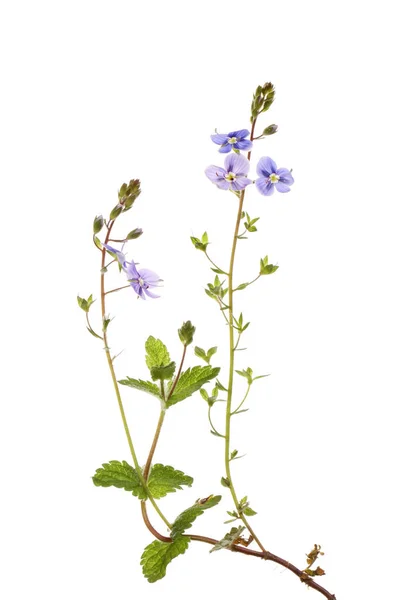 Rostliny Speedwell Rozrazil Rezekvítek Květiny Zeleň Izolovaný Proti Bílé — Stock fotografie